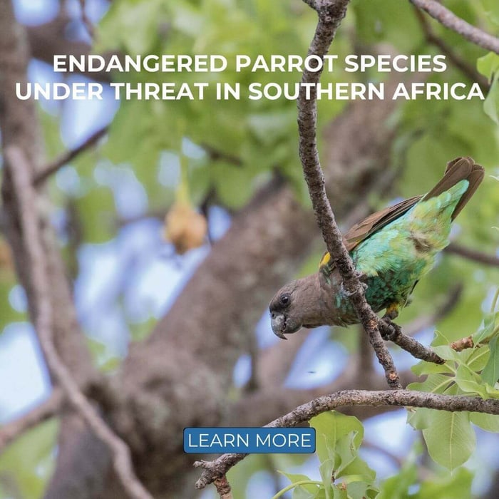 Endangered Parrot Species Under Threat in Southern Africa