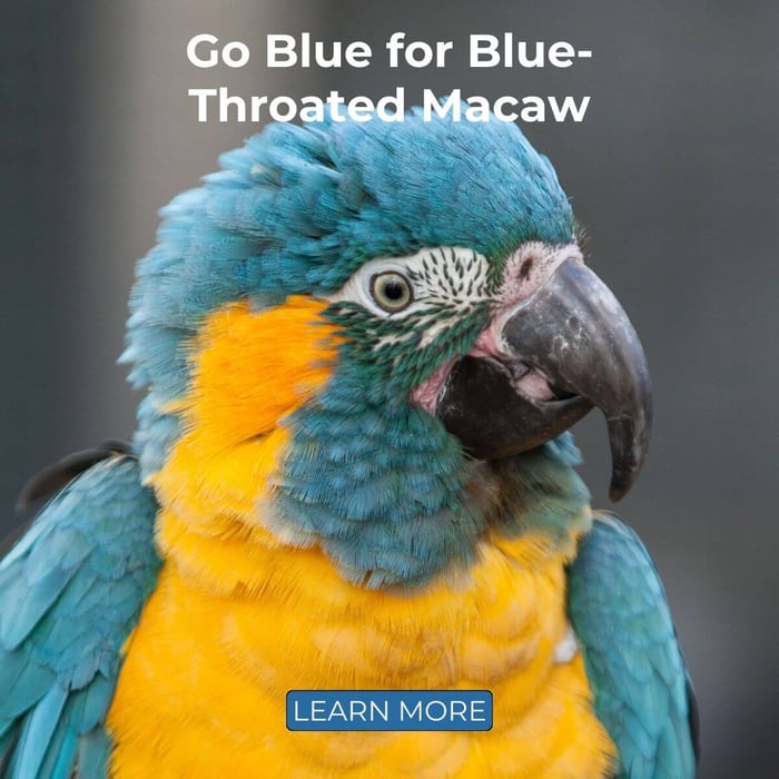 Go Blue for Blue-Throated Macaw