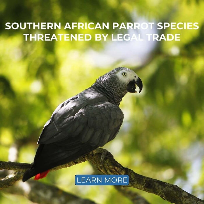 Southern African Parrot Species Threatened by Legal Trade