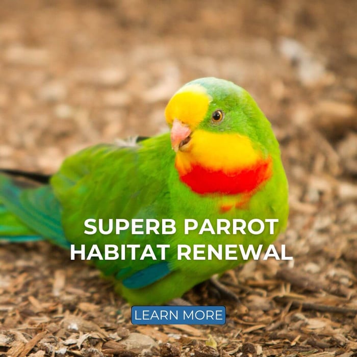 Superb Parrot Habitat Renewal