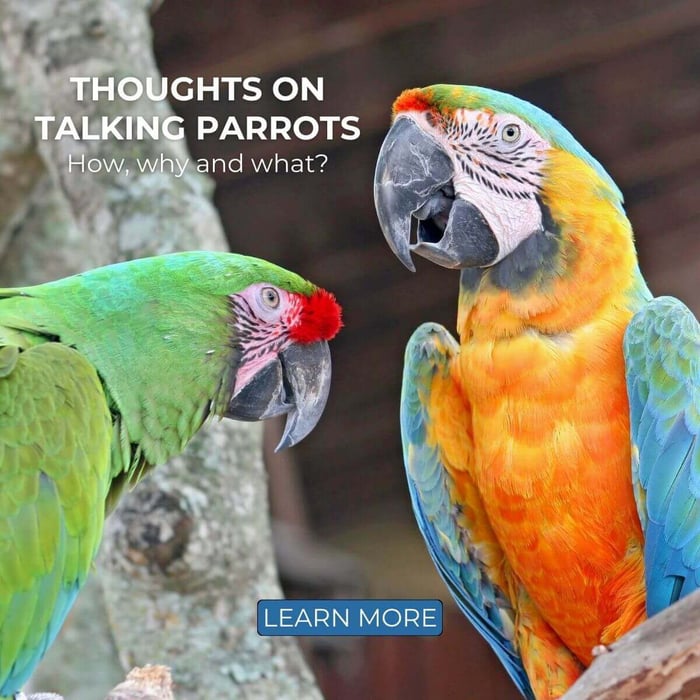 Thoughts on Talking Parrots - How, why and what?