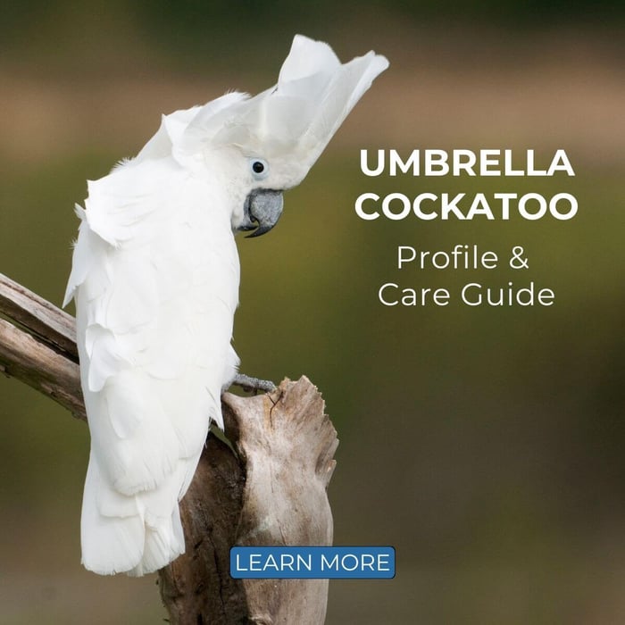 Umbrella Cockatoo - Profile & Care Guide