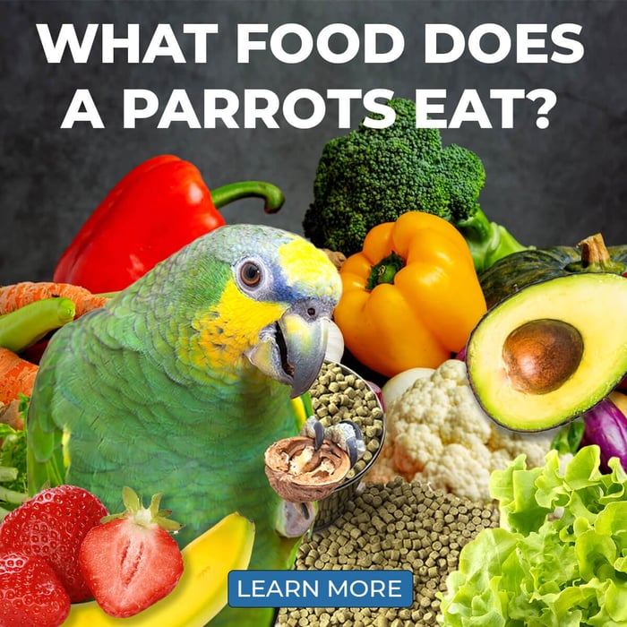 What Food Do Parrots Eat?