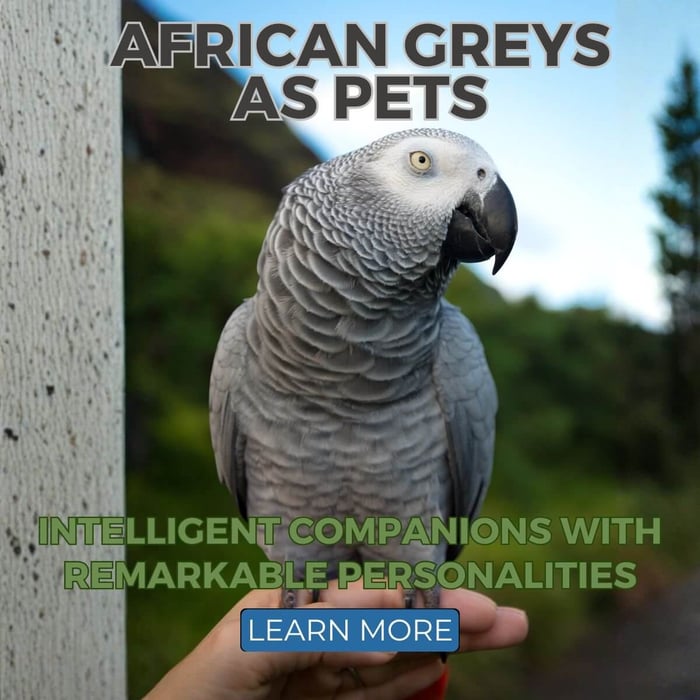 African Greys as Pets: Intelligent Companions with Remarkable Personalities
