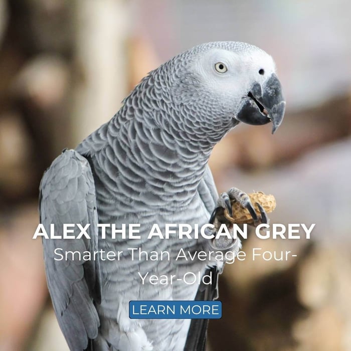 Alex the African Grey Parrot – Smarter Than Average Four-Year-Old