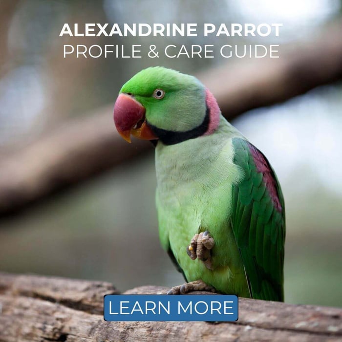 Alexandrine Parrot - Profile & Care Guide