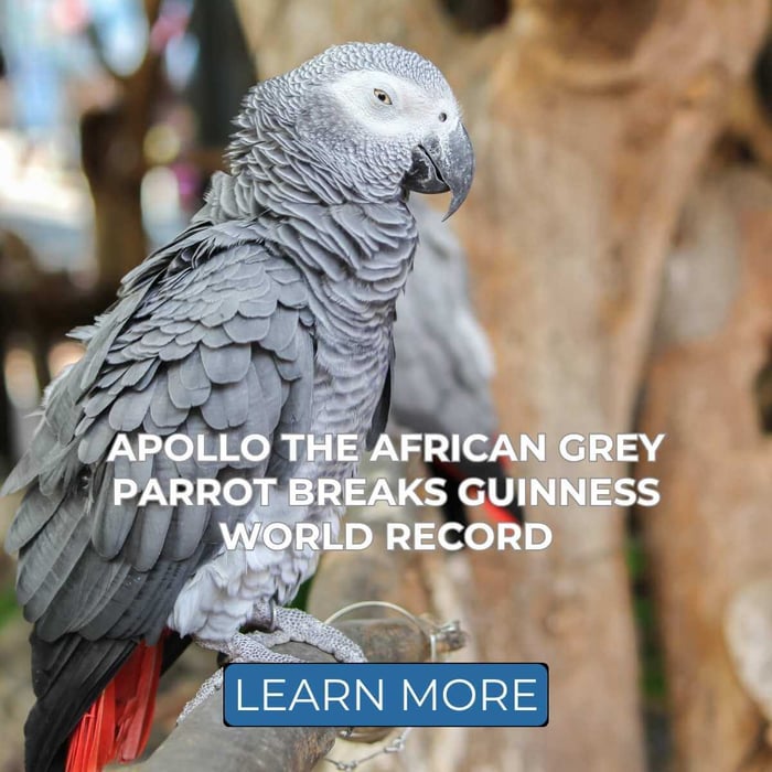 Apollo the African Grey Parrot Breaks Guinness World Record