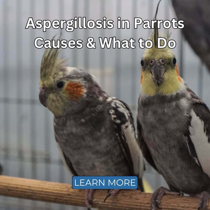 Aspergillosis in Parrots - Causes & What to Do