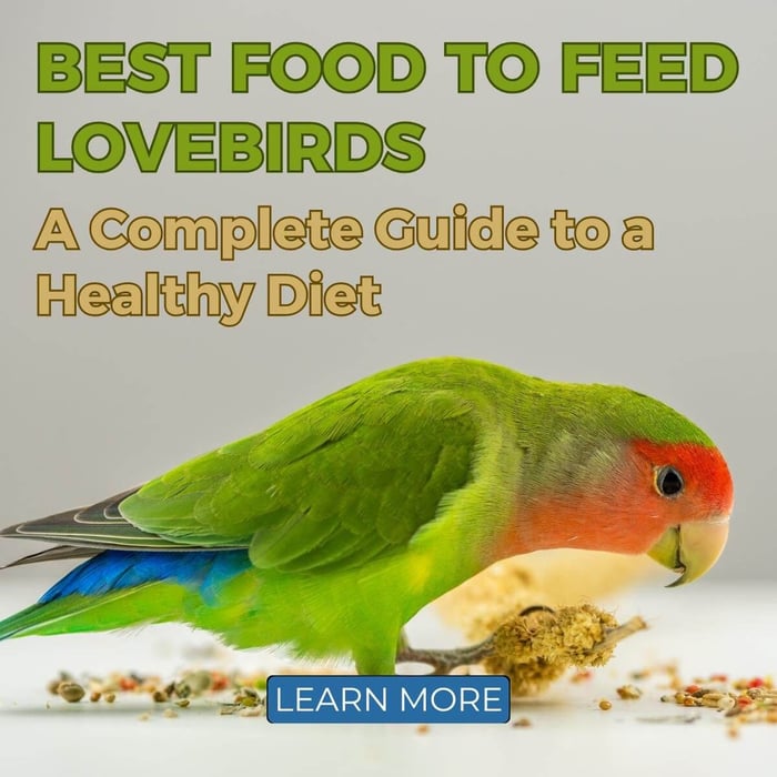 Best Food to Feed Lovebirds: A Complete Guide to a Healthy Diet