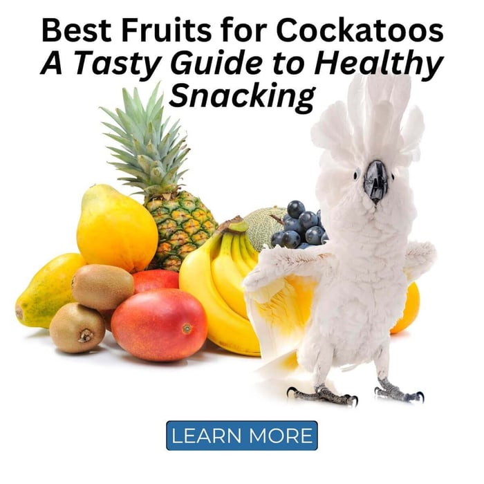 Best Fruits for Cockatoos: A Tasty Guide to Healthy Snacking