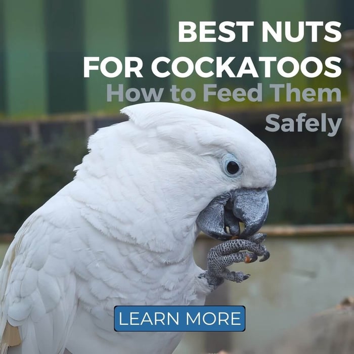 Best Nuts for Cockatoos and How to Feed Them Safely