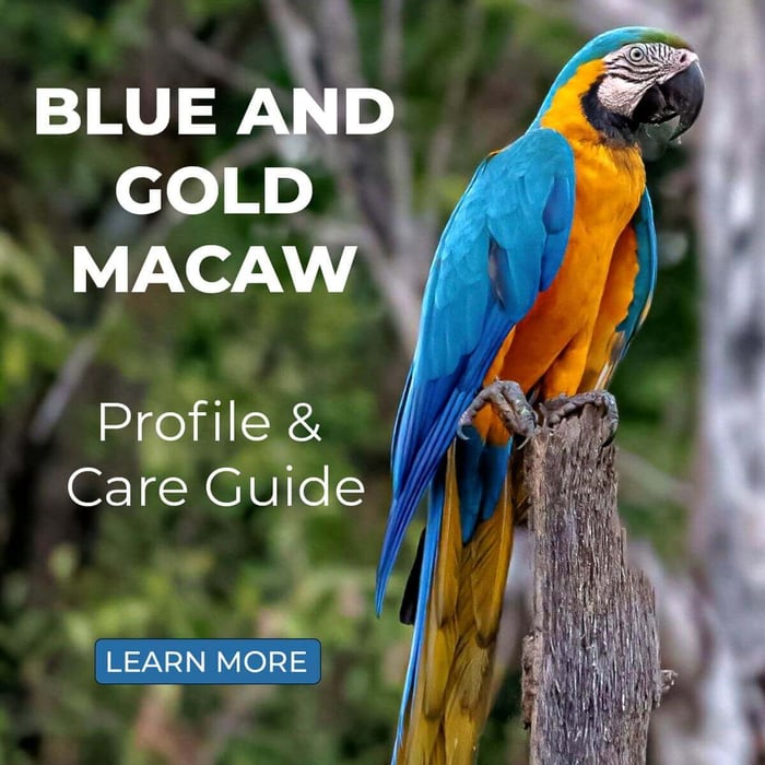 Blue and Gold Macaw – Profile & Care Guide