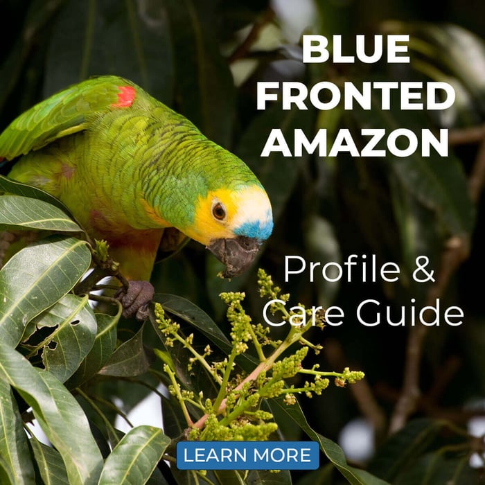 Blue-Fronted Amazon Profile & Care Guide