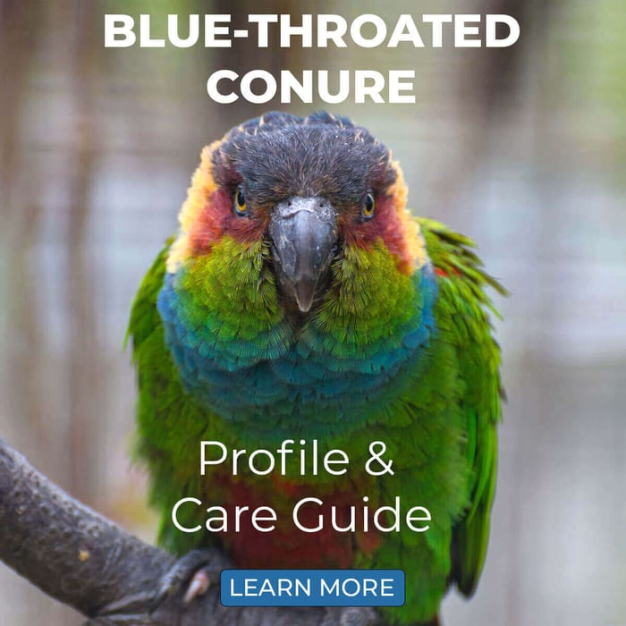 Blue-Throated Conure Profile & Care Guide