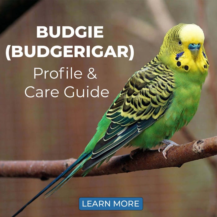 Budgie (Budgerigar) – Profile & Care Guide