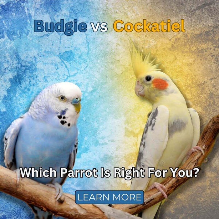 Budgie vs Cockatiel - Which Parrot Is Right For You?