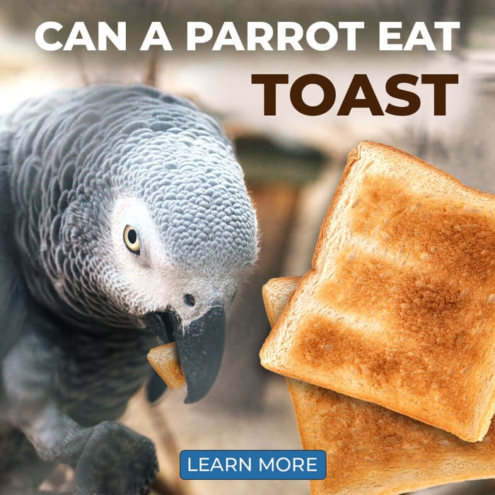 Can A Parrot Eat Toast? Everything You Need to Know!