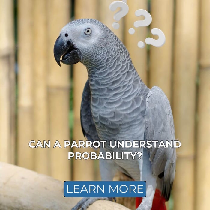 Can a Parrot Understand Probability?