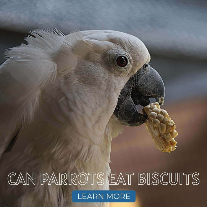 Can Parrots Eat Biscuits?