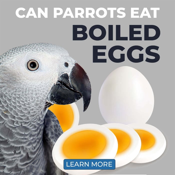 Can Parrots Eat Boiled Eggs?