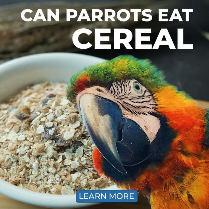 Can Parrots Eat Cereal?