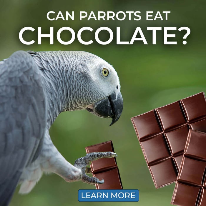 Can Parrots Eat Chocolate? Basic Facts You Need To Know