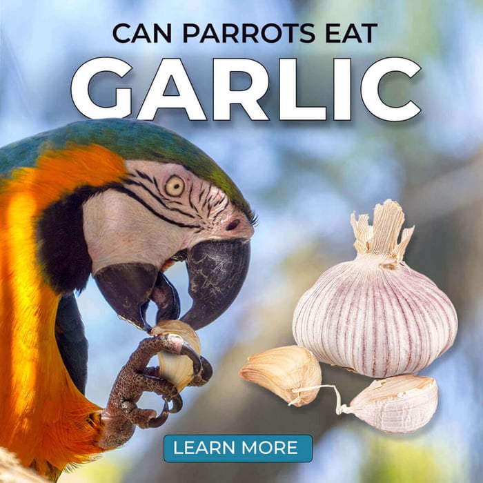 Can Parrots Eat Garlic?