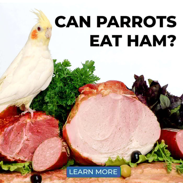 Can Parrots Eat Ham? - What You Need to Know