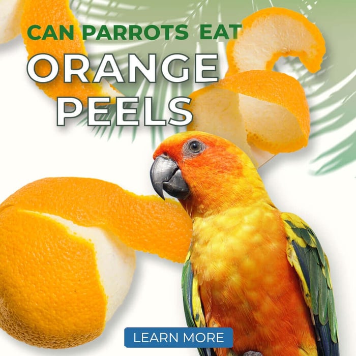 Can Parrots Eat Orange Peels?
