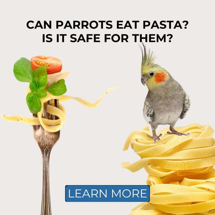 Can Parrots Eat Pasta? Is It Safe for Them?