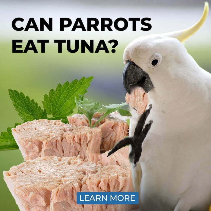 Can Parrots Eat Tuna?