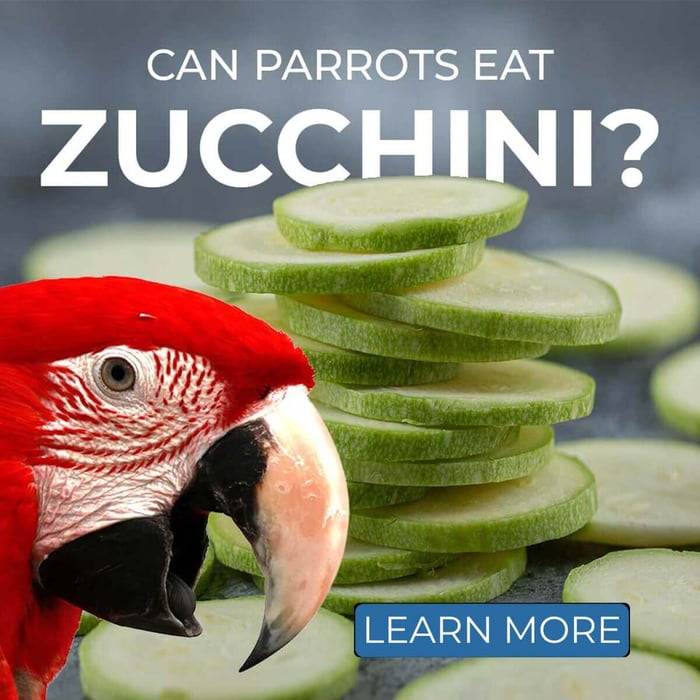 Can Parrots Eat Zucchini?