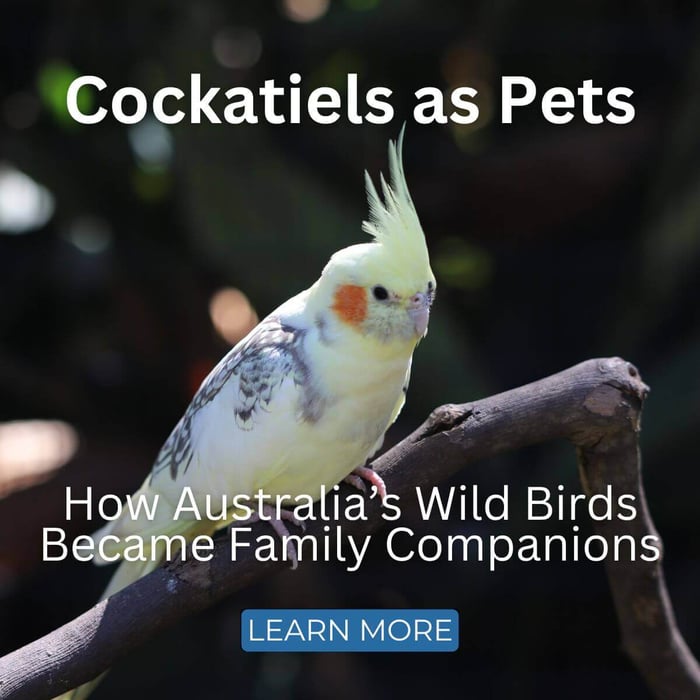 Cockatiels as Pets: How Australia’s Wild Birds Became Family Companions