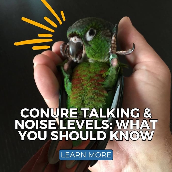 Conure Talking & Noise Levels: What Owners Should Know