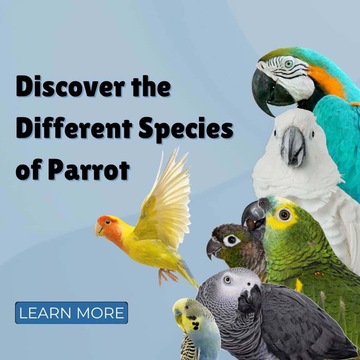 Discover the Different Species of Parrot