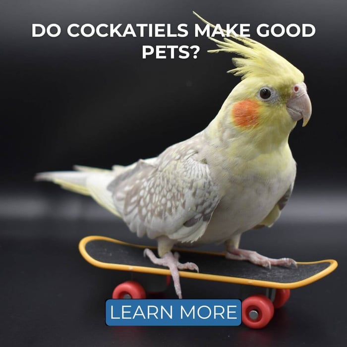Do Cockatiels Make Good Pets? 7 Pros and 7 Cons