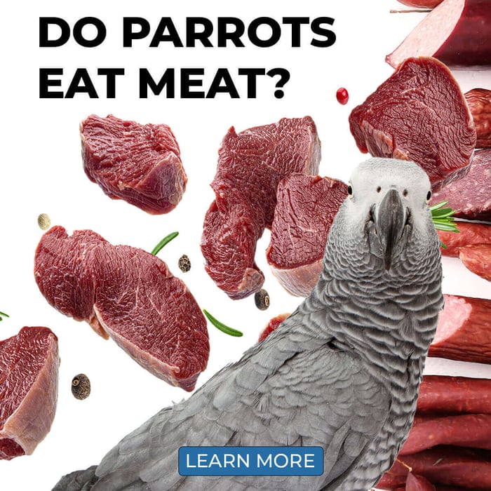 Do Parrots Eat Meat?
