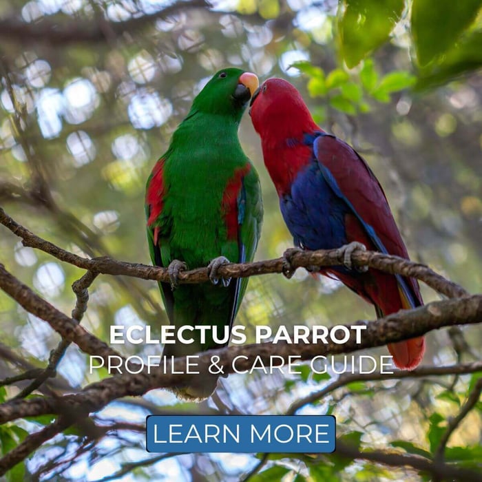 Eclectus Parrot Profile & Care Guide