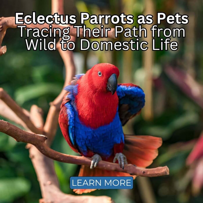 Eclectus Parrots as Pets: Tracing Their Path from Wild to Domestic Life