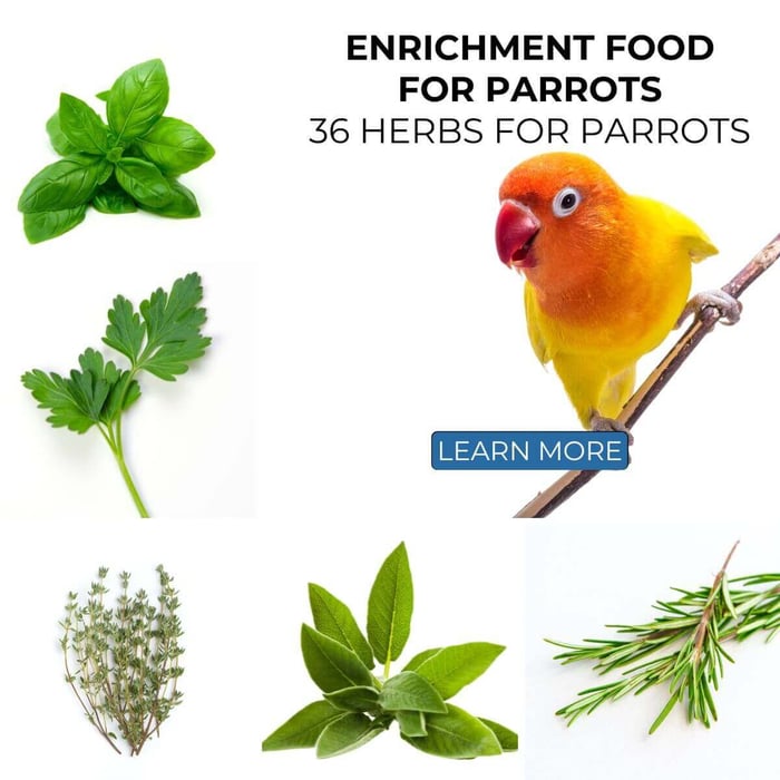 Enrichment Food for Parrots: 36 Herbs for Parrots