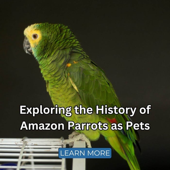 Exploring the History of Amazon Parrots as Pets