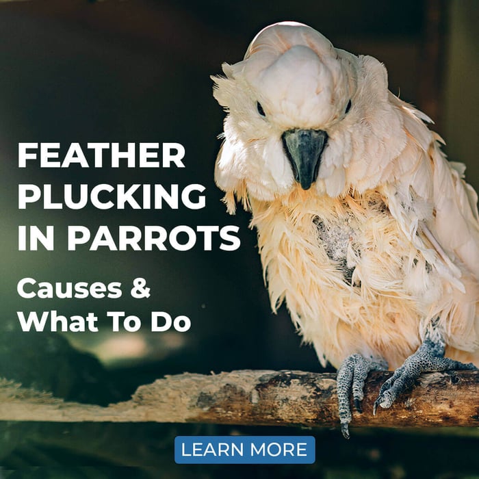 Feather Plucking In Parrots - Causes & What To Do
