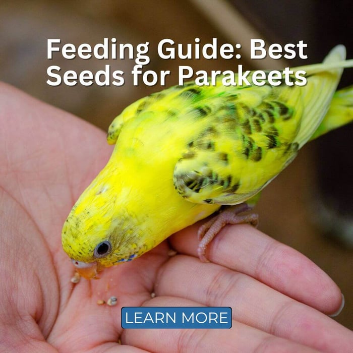 Feeding Guide: Best Seeds for Parakeets