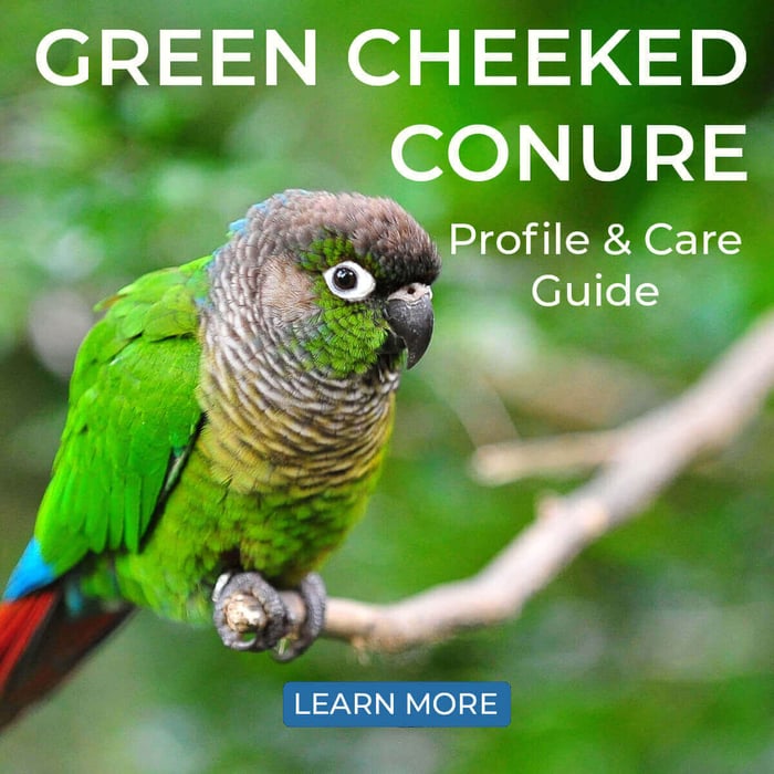 Green Cheeked Conure – Profile & Care Guide