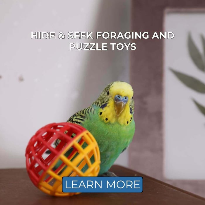 Hide & Seek Foraging and Puzzle Toys