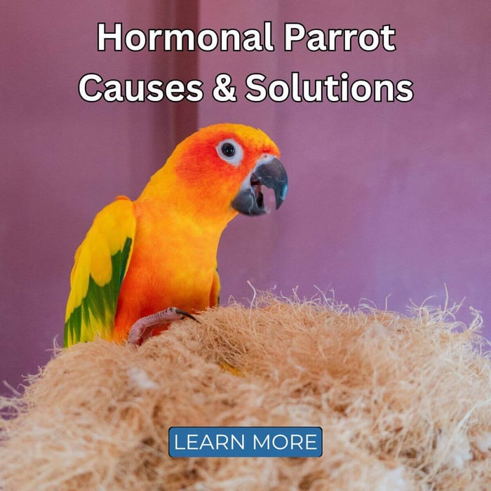 Hormonal Parrot - Causes & Solutions