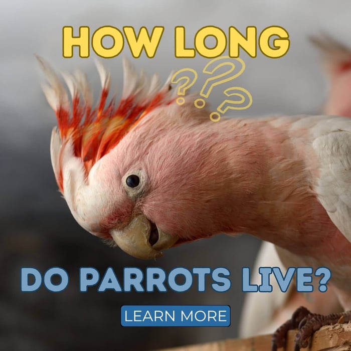 How Long Do Parrots Live? A Complete Guide to Parrot Lifespan