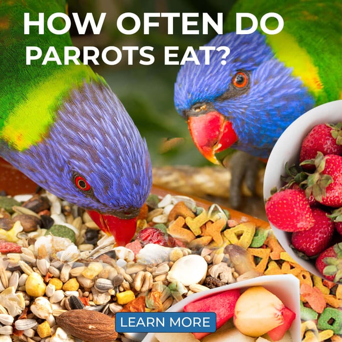 How Often Do Parrots Eat? What You Need to Know