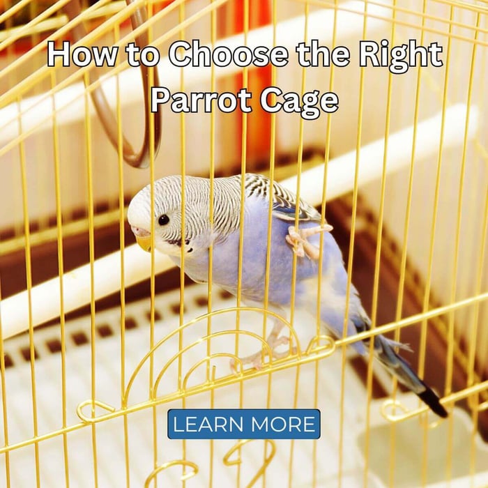 How to Choose the Right Parrot Cage