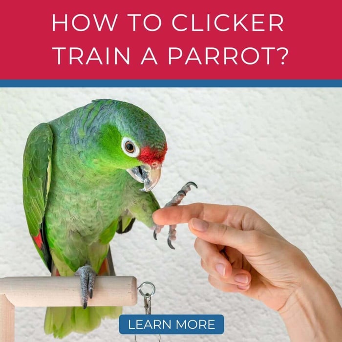 How to Clicker Train a Parrot